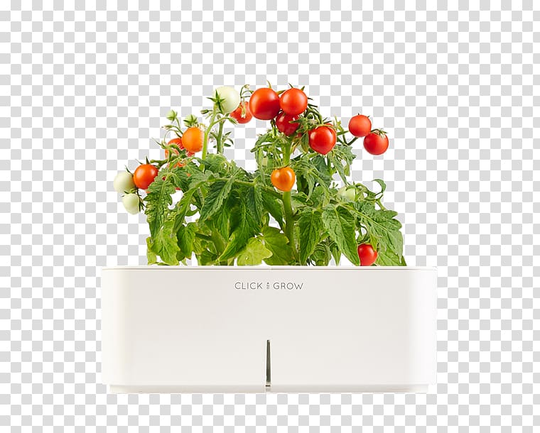 Vegetable Gardening Herb Growing Fruit, water tomatoes transparent background PNG clipart