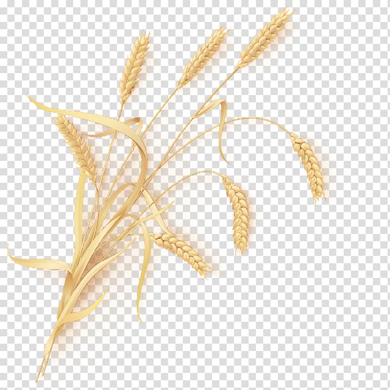 brown wheat , Wheat beer Emmer Common wheat Sheaf, Bunch of wheat transparent background PNG clipart