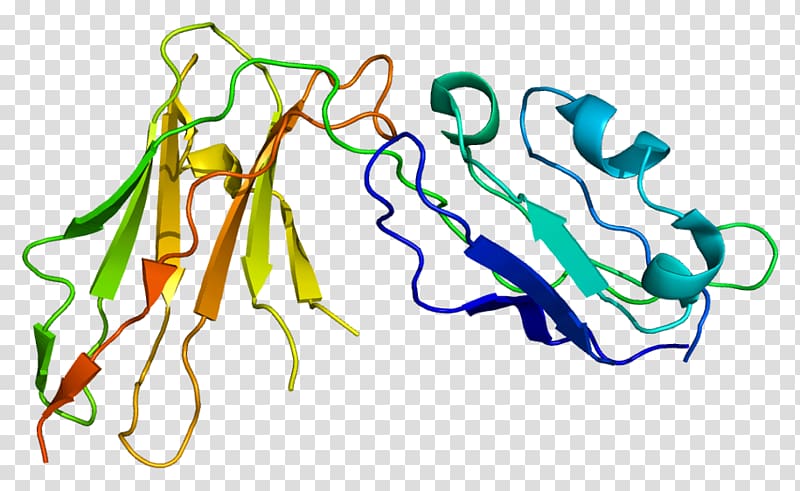 Lilrb1 Gene Protein Leukocyte immunoglobulin-like receptors , Interferon Beta1b transparent background PNG clipart