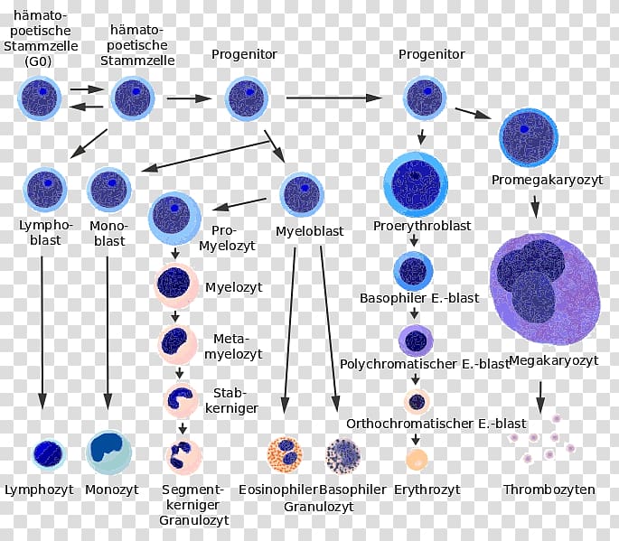 Hematopoietic stem cell Red blood cell Haematopoiesis Cellular differentiation, hematopoietic stem cells transparent background PNG clipart