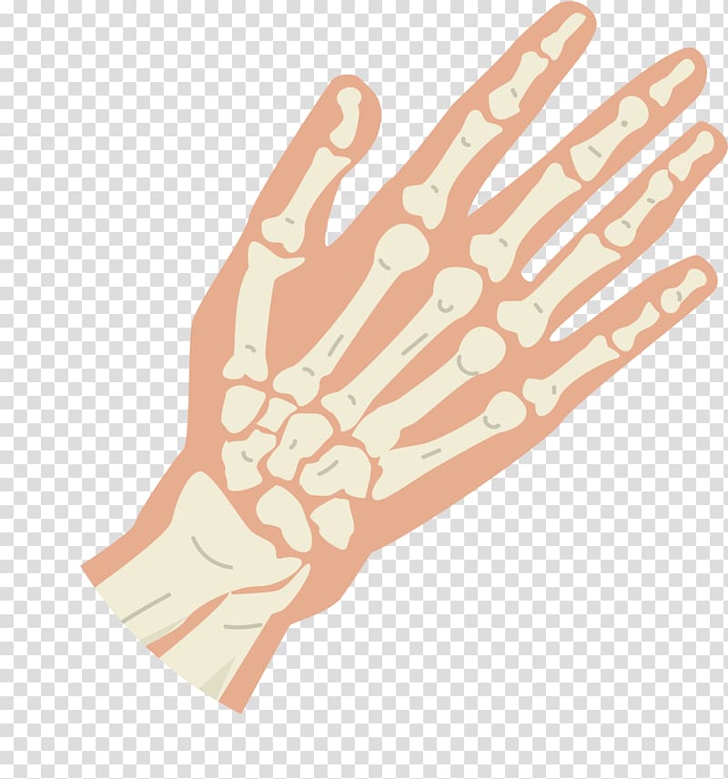 Thumb Bone Hand Knuckle, Hand skeleton structure transparent background PNG clipart