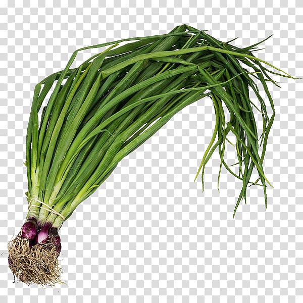 Allium fistulosum Leaf vegetable Scallion Onion Herb, Spring Onion transparent background PNG clipart