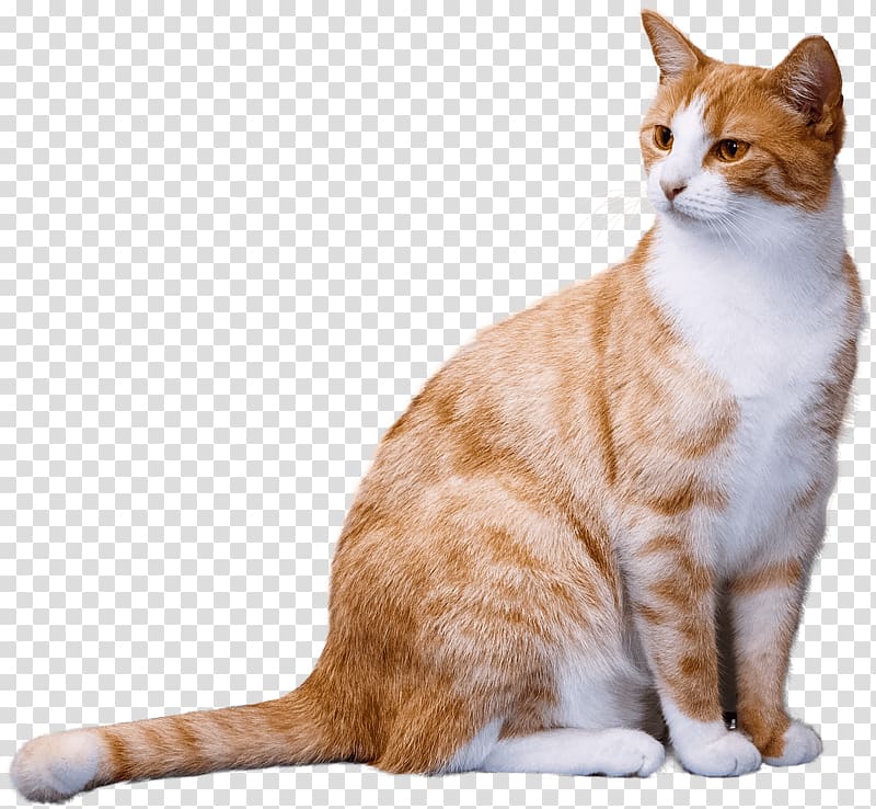 fat orange cat transparent background PNG clipart