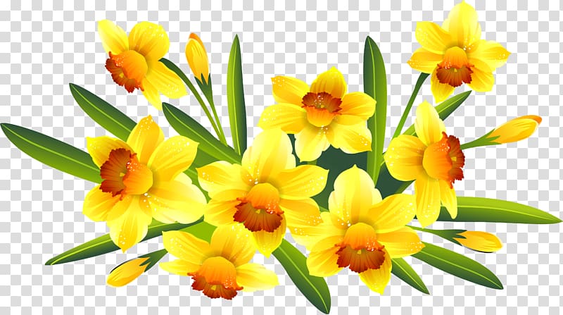 daffodil clip art no background