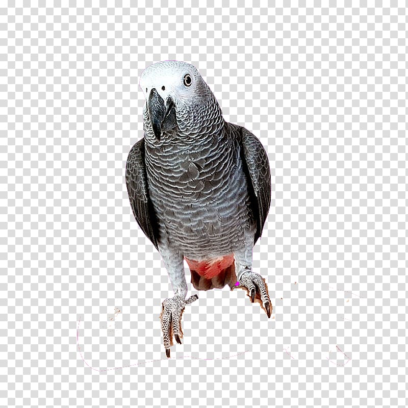 Bird Cockatoo Cockatiel Parakeet, Grey Parrot transparent background PNG clipart