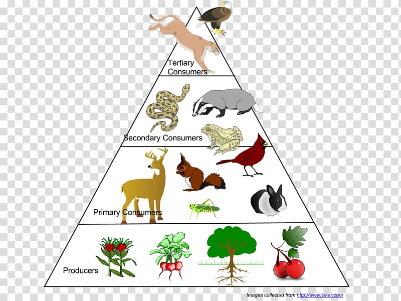 consumers food chain clipart