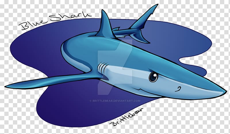 Shark Cobalt blue Marine biology Dolphin, blue bear transparent background PNG clipart