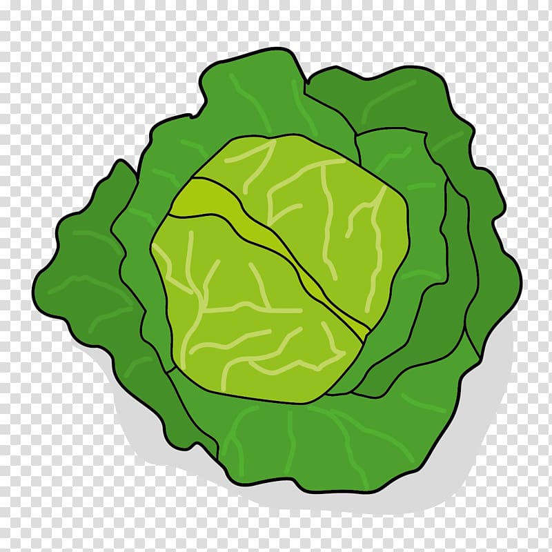 Leaf vegetable Chou Computer Icons Cabbage, vegetable transparent background PNG clipart
