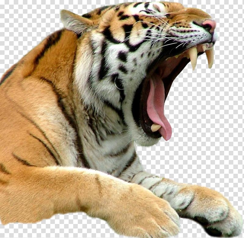 Bengal tiger White tiger Only in Bridgeport Cat Biting, tiger transparent background PNG clipart