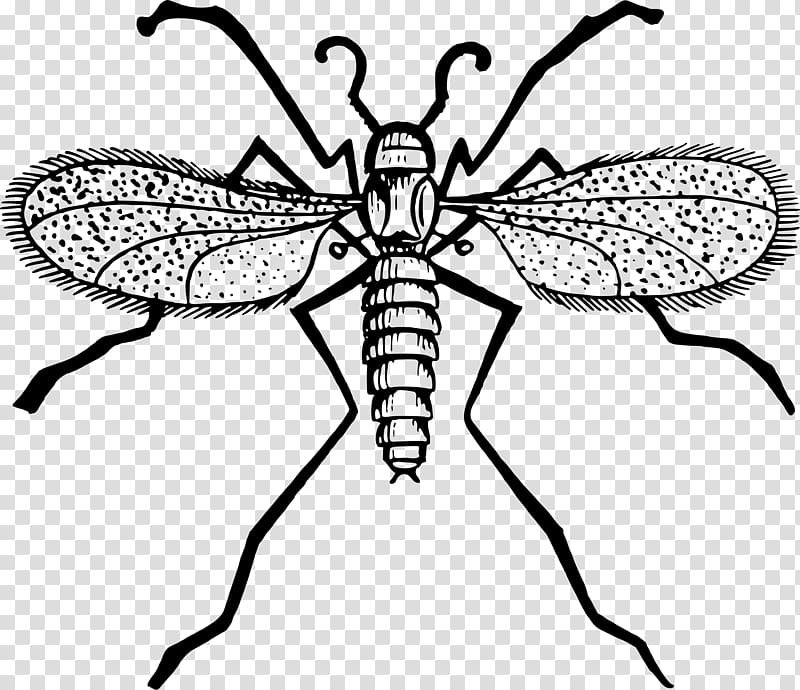 Fly Mosquito Gnat , fly transparent background PNG clipart
