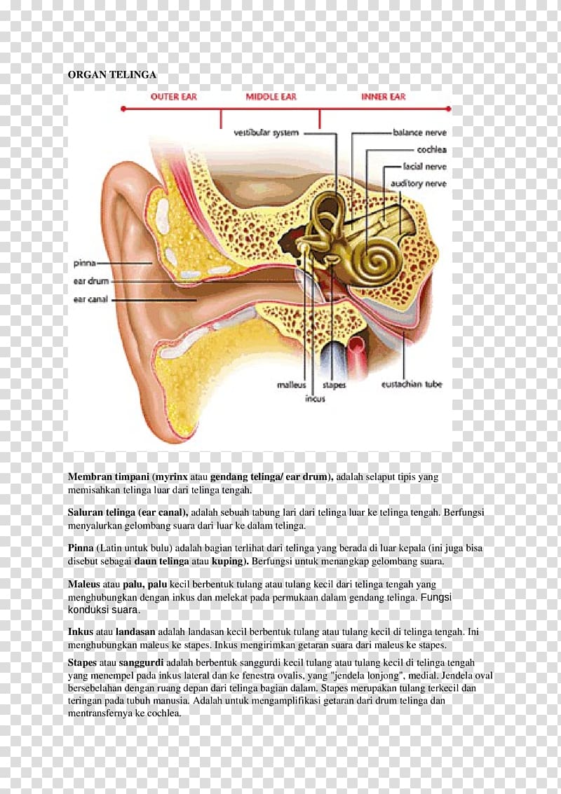 Otitis media Inner ear Middle ear Anatomy, ear transparent background PNG clipart