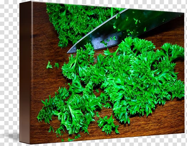 Aquariums Herb Plant Fresh water, parsley transparent background PNG clipart