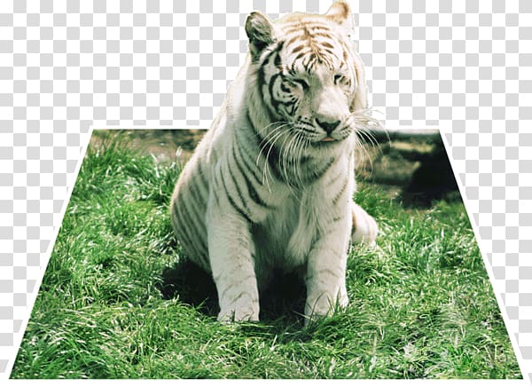 Tiger Big cat Terrestrial animal Wildlife, zoo playful transparent background PNG clipart