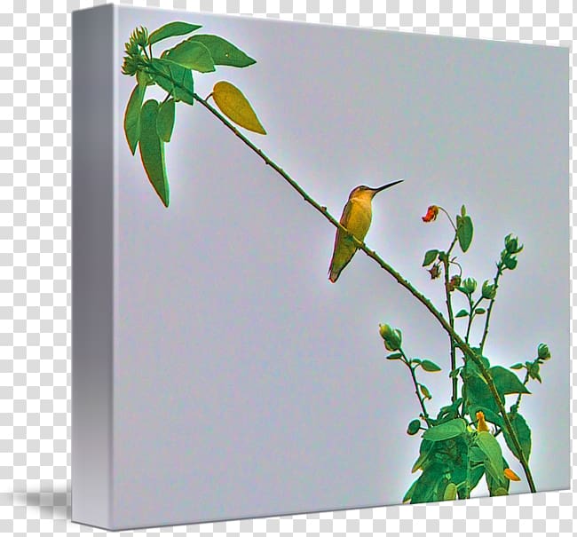 kind Art Poster Hummingbird Canvas, Watercolor hummingbird transparent background PNG clipart