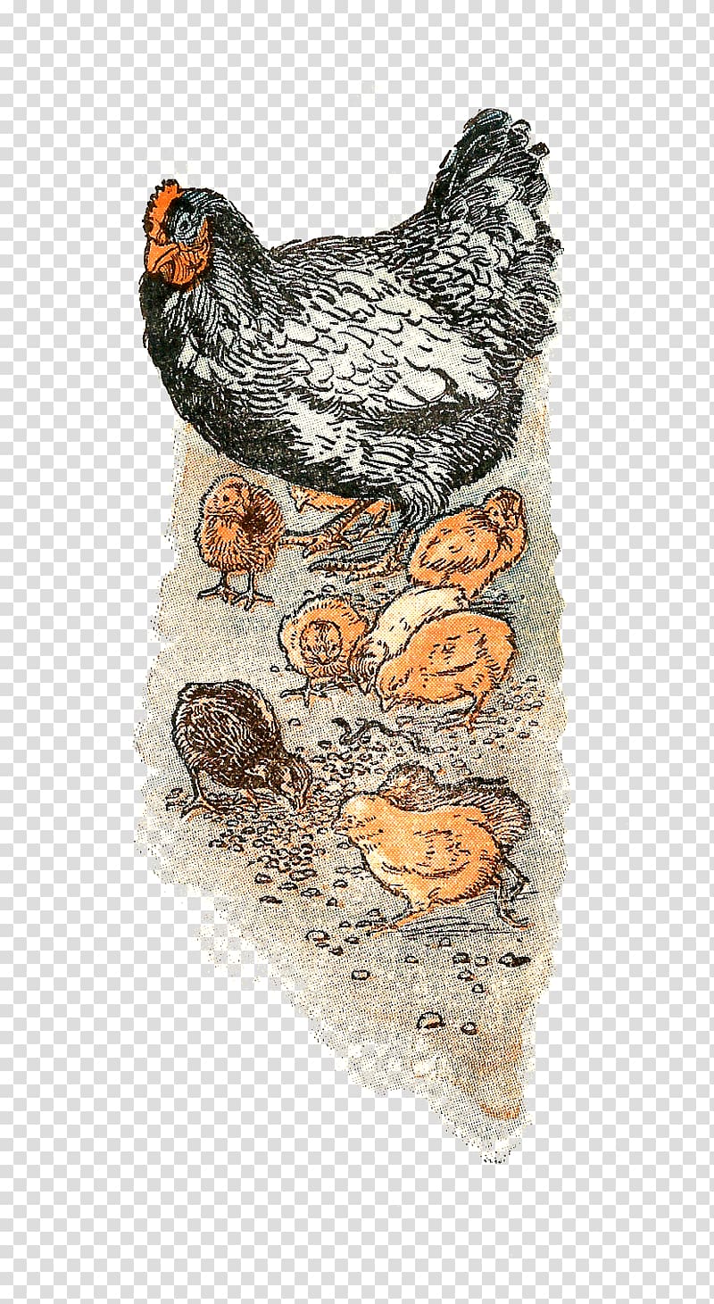 Chicken Rooster Hen, hen transparent background PNG clipart