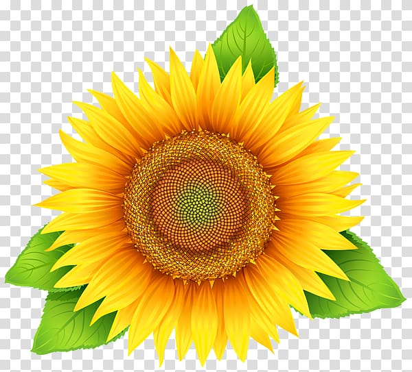 Common sunflower Scalable Graphics , Sunflower yellow flowers transparent background PNG clipart
