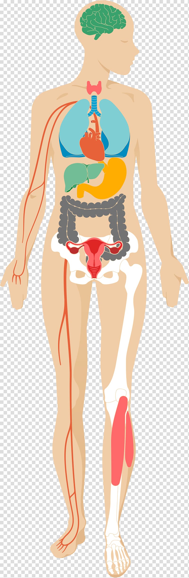 Human body Psychological stress Adverse effect Health, body transparent background PNG clipart