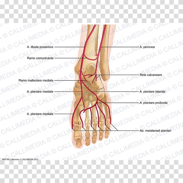 Thumb Foot Artery Human leg Vein, others transparent background PNG clipart