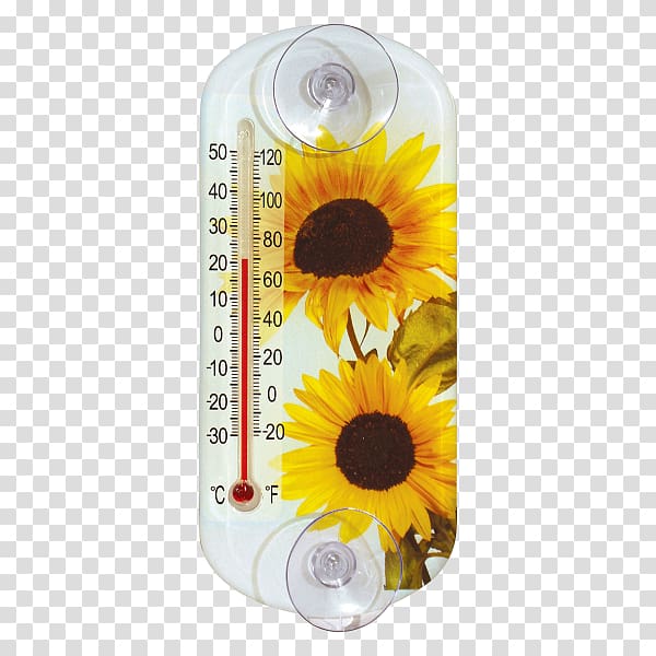 Common sunflower Sunflower seed Daisy family Thermometer Measurement, Homero transparent background PNG clipart