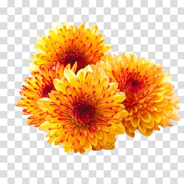 Chrysanthemum Flower Desktop , chrysanthemum transparent background PNG clipart