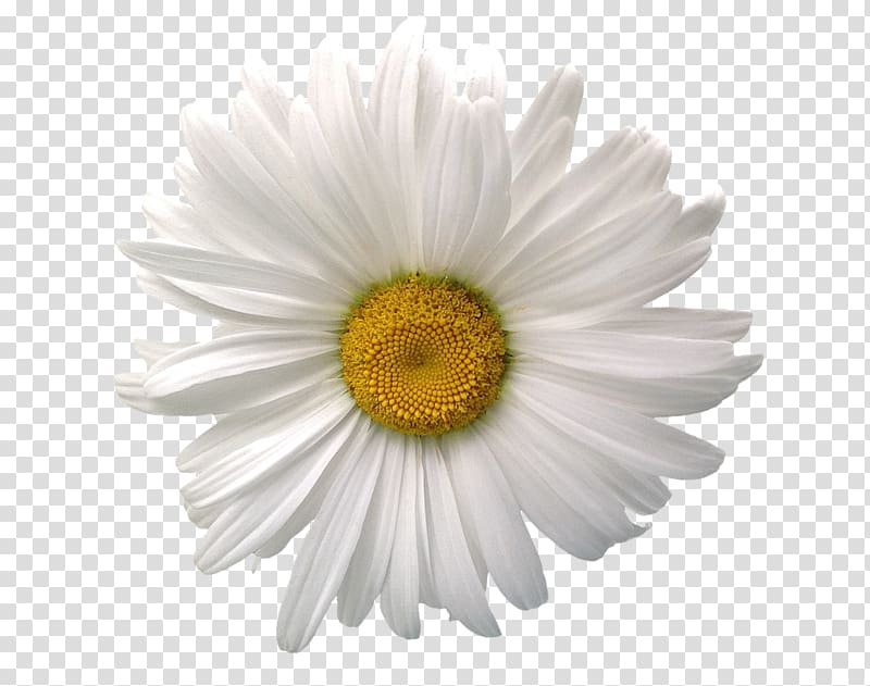 Common daisy Birth flower Chamomile, sunflower transparent background PNG clipart