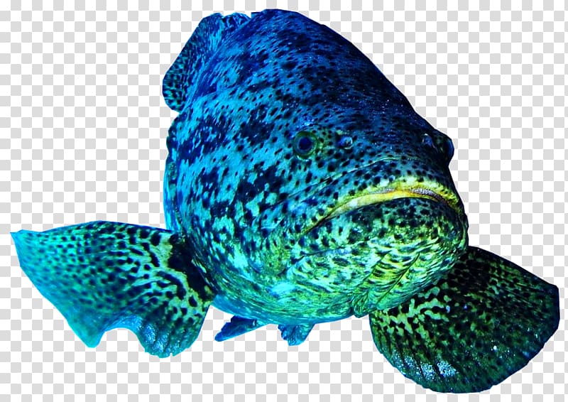 Atlantic goliath grouper Pacific goliath grouper Belize Barrier Reef Fish Giant grouper, marine fish transparent background PNG clipart