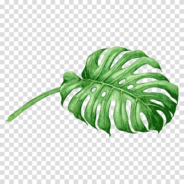 green leaf illustration, Swiss cheese plant Watercolor painting , plant transparent background PNG clipart