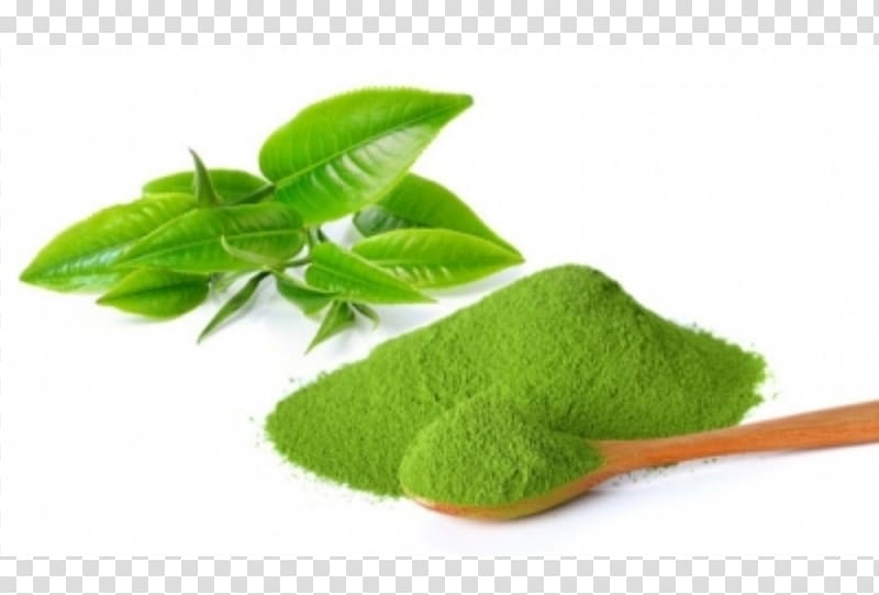 Green tea Matcha Camellia sinensis Japanese Cuisine, tea leaf transparent background PNG clipart