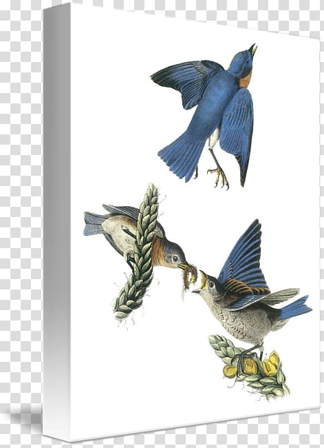 The Birds of America Great mullein National Audubon Society Eastern bluebird, Eastern Bluebird transparent background PNG clipart