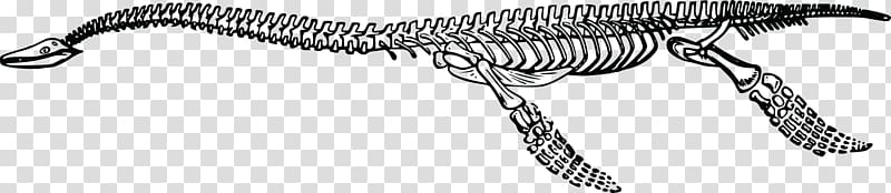 Tyrannosaurus Plesiosauria Dinosaur Plesiosaurus Skeleton, Skeleton transparent background PNG clipart