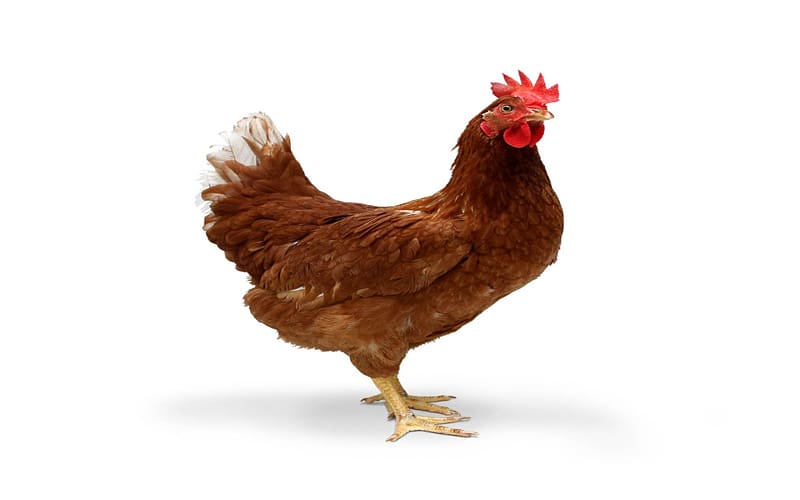 Ayam Cemani Tandoori chicken Desktop Chicken meat 1080p, cock transparent background PNG clipart