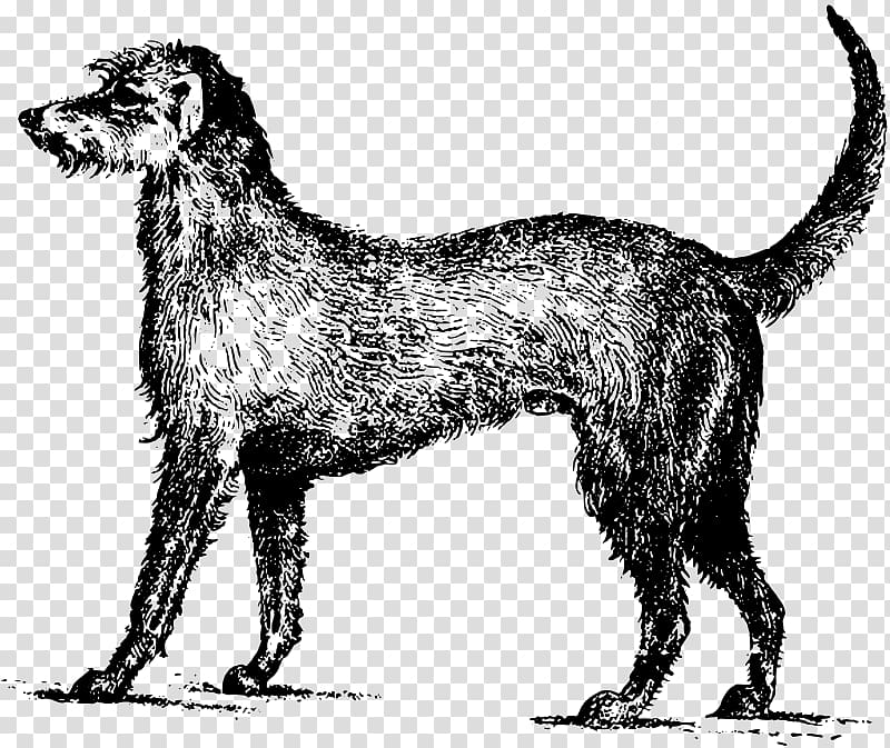 Irish Wolfhound Puppy Irish Setter Gordon Setter , puppy transparent background PNG clipart