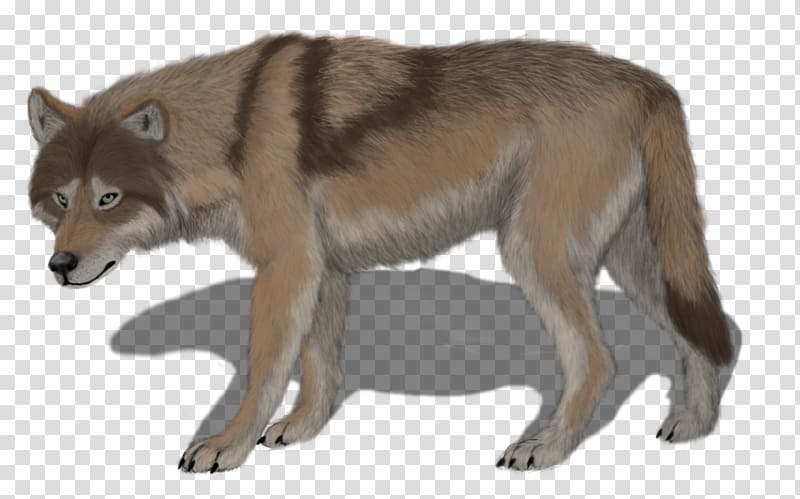 Saarloos wolfdog Czechoslovakian Wolfdog Coyote Alaskan tundra wolf Red wolf, maximus transparent background PNG clipart