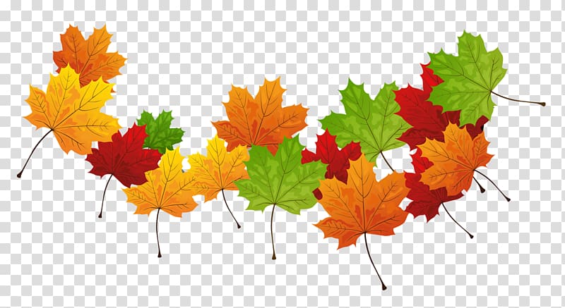maple leaves , Autumn leaf color Autumn leaf color, Fall Leaves transparent background PNG clipart