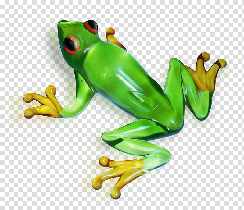 True frog Tree frog, Green frog transparent background PNG clipart