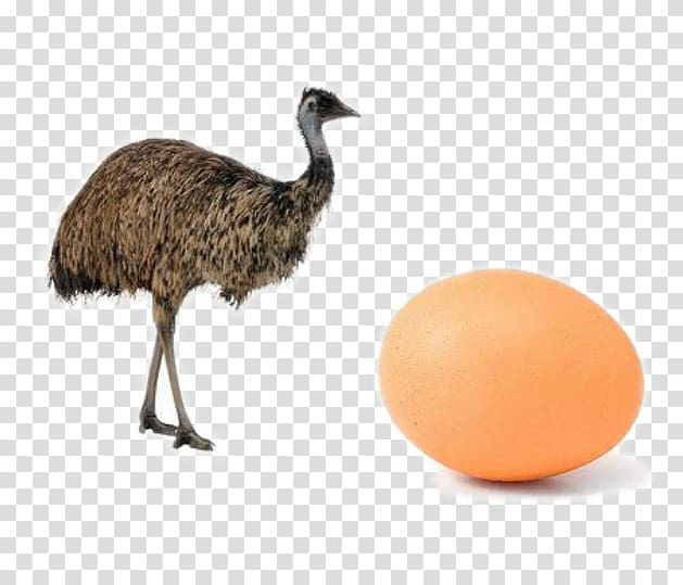 Common ostrich Bird Emu Cassowary Duck, Brown ostrich eggs transparent background PNG clipart