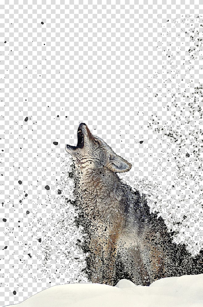 Wolf Totem Gray wolf Coyote T-shirt, Wolf transparent background PNG clipart