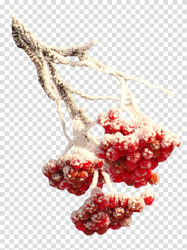 Winter Snow Branch, Snow wrapped red fruit transparent background PNG clipart