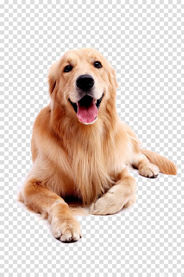 dog pet golden retriever transparent background PNG clipart