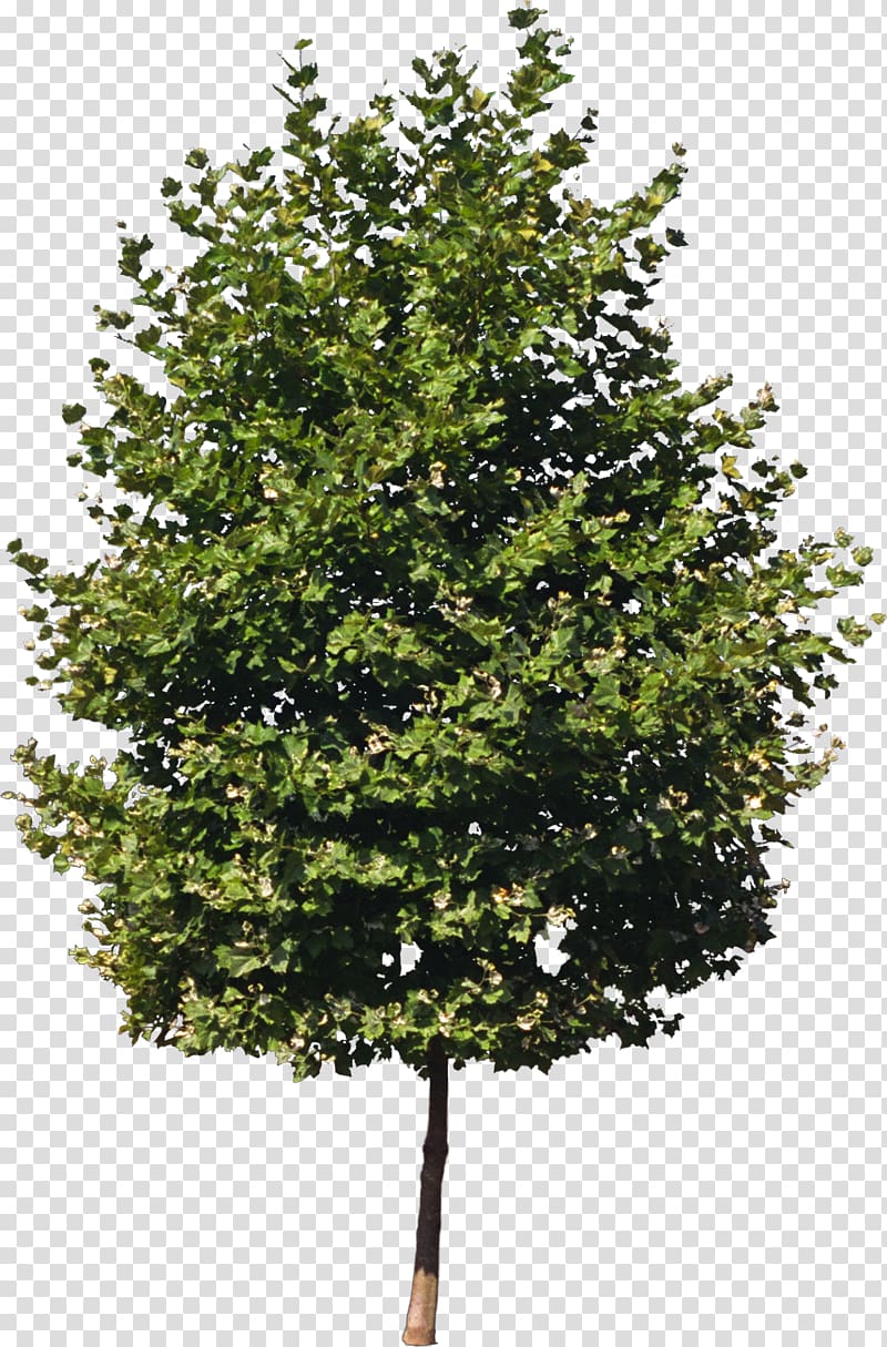 green tree, Tree Isometric graphics in video games and pixel art Clipping path Sprite, bushes transparent background PNG clipart
