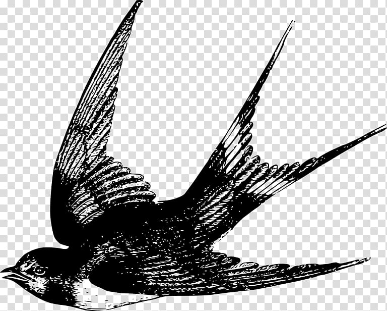Barn swallow Bird flight Drawing, Bird transparent background PNG clipart