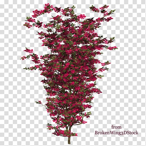 Bougainvillea Shrub Plant Tree Branch, plant transparent background PNG clipart