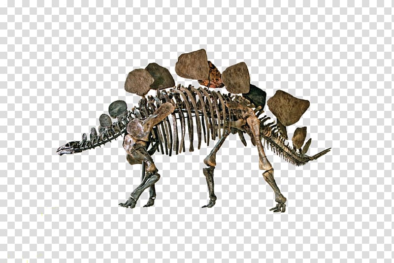 Natural History Museum of Los Angeles County Stegosaurus Dinosaur La Brea Tar Pits Ankylosaurus, teachers day transparent background PNG clipart