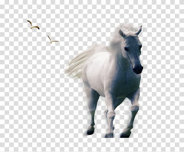 Horse Pony, Whitehorse transparent background PNG clipart