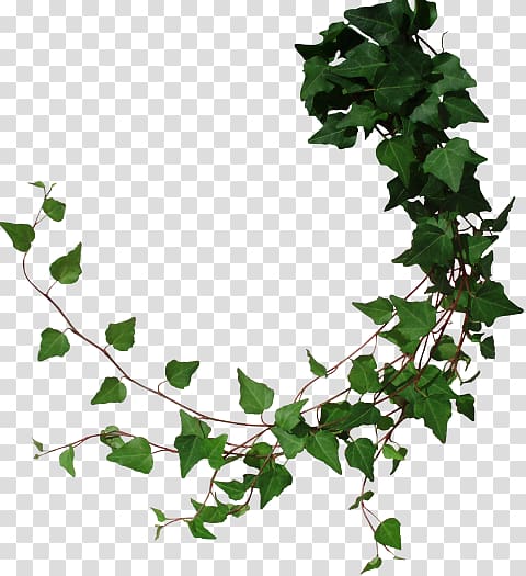 Vine Common ivy , others transparent background PNG clipart