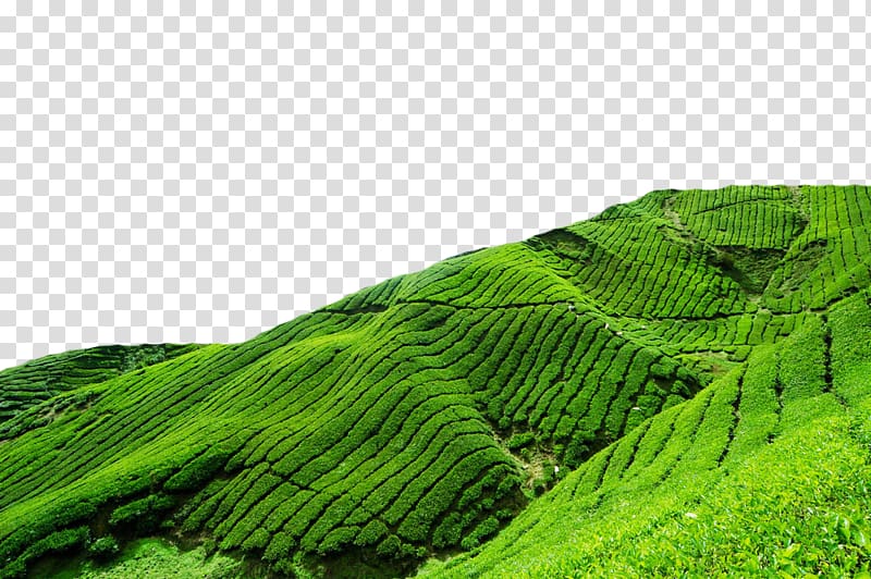 Berjaya Hills Resort Frasers Hill Heritage Hotel Tanah Rata Hotel Budget, Green tea field transparent background PNG clipart