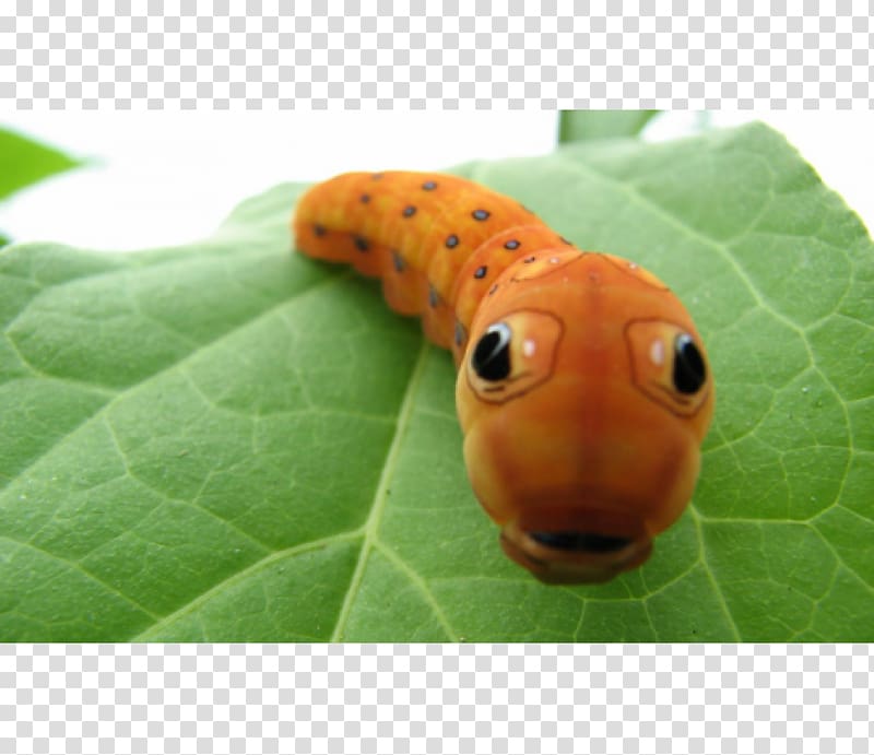 Butterfly Insect Spicebush swallowtail Caterpillar Cuteness, butterfly transparent background PNG clipart