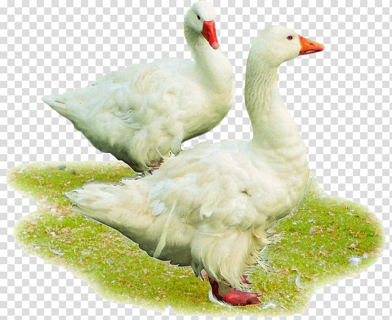 American Pekin Chicken Cattle Poultry feed, White hair ducks transparent background PNG clipart