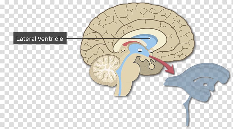 Ventricular system Human brain Lateral ventricles Anatomy, Brain transparent background PNG clipart