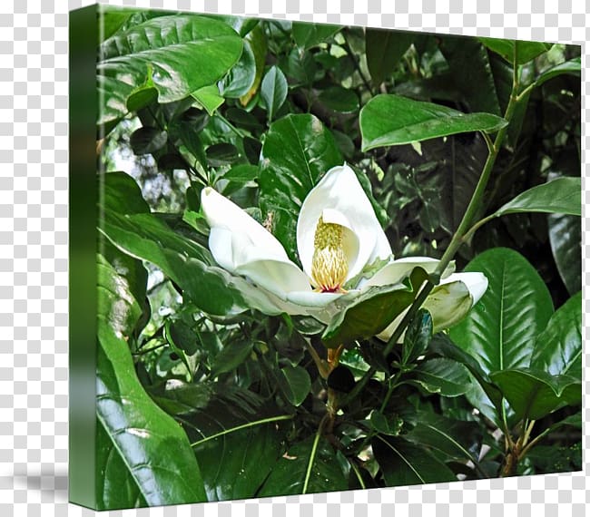 Tea Plant Camellia sinensis Flower, magnolia flower painting transparent background PNG clipart